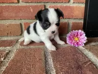 Dahlia , a female Chihuahua for sale in Flora, IN – 6 of 6