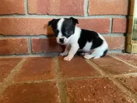 Sparkle , a male Chihuahua for sale in Flora, IN – Photo 8 of 9