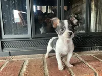 Sparkle ON HOLD, a male Chihuahua for sale in Flora, IN – Photo 5 of 10