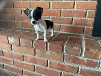 Sparkle ON HOLD, a male Chihuahua for sale in Flora, IN – Photo 10 of 10