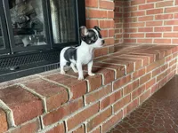 Sparkle ON HOLD, a male Chihuahua for sale in Flora, IN – Photo 3 of 10