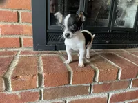 Sparkle ON HOLD, a male Chihuahua for sale in Flora, IN – Photo 6 of 10