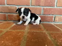 Sparkle , a male Chihuahua for sale in Flora, IN – Photo 5 of 9
