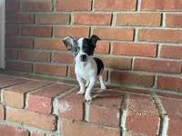 Sparkle ON HOLD, a male Chihuahua for sale in Flora, IN – Photo 7 of 10