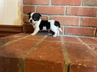 Sparkle , a male Chihuahua for sale in Flora, IN – Photo 1 of 9