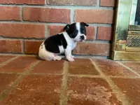 Sparkle , a male Chihuahua for sale in Flora, IN – Photo 9 of 9