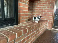 Sparkle ON HOLD, a male Chihuahua for sale in Flora, IN – Photo 4 of 10