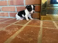 Sparkle , a male Chihuahua for sale in Flora, IN – Photo 3 of 9