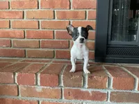Sparkle ON HOLD, a male Chihuahua for sale in Flora, IN – Photo 8 of 10