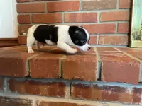 Sparkle , a male Chihuahua for sale in Flora, IN – Photo 2 of 9