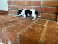 Sparkle , a male Chihuahua for sale in Flora, IN – Photo 6 of 9