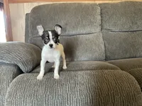 Buster, a male Chihuahua for sale in Flora, IN – 5 of 10