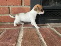Petunia , a female Chihuahua for sale in Flora, IN – 3 of 5