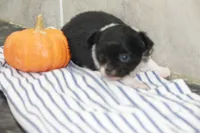 Fluffy, a male Chihuahua for sale in Flora, IN – 2 of 6