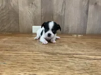 AKC Lego, a male Chihuahua for sale in Flora, IN – 2 of 7