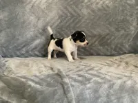 Cookie , a male Chihuahua for sale in Flora, IN – 2 of 9
