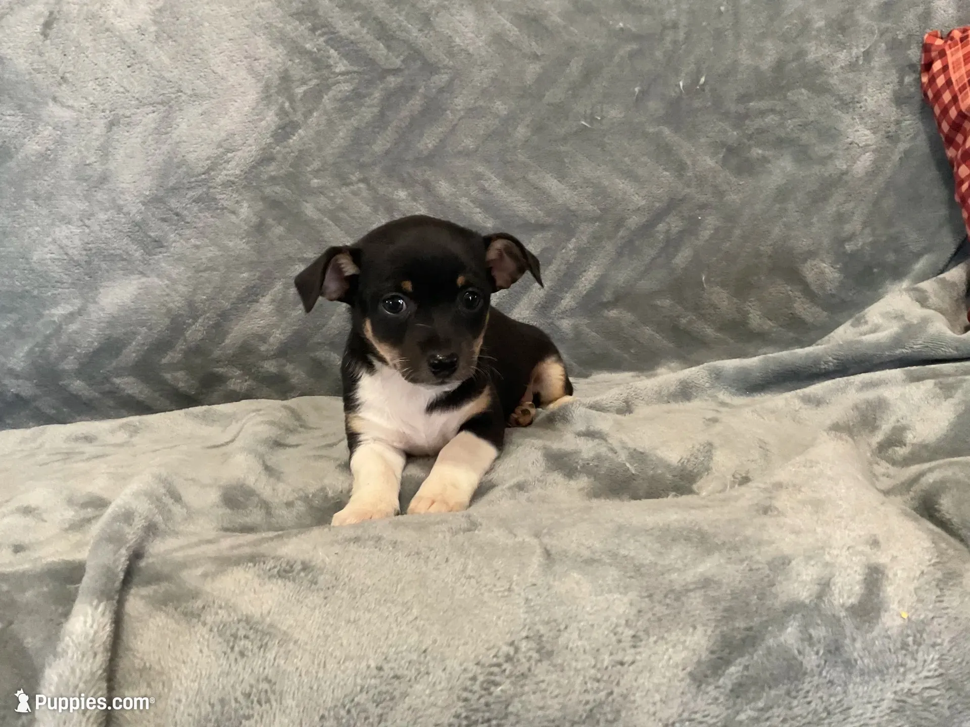 Sam, a male Chihuahua for sale in Flora, IN – 1 of 8