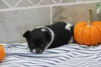 Fluffy, a male Chihuahua for sale in Flora, IN – 6 of 6