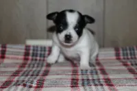 Trex AKC, a male Chihuahua for sale in Flora, IN – Photo 2 of 7