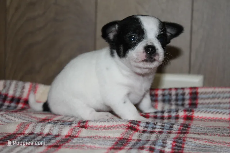 Trex AKC – Chihuahua puppy for sale in Flora, IN