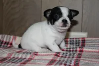 Trex AKC, a male Chihuahua for sale in Flora, IN – Photo 1 of 7