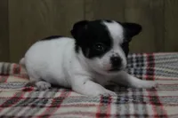 Trex AKC, a male Chihuahua for sale in Flora, IN – Photo 4 of 7