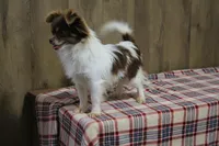 Trex AKC, a male Chihuahua for sale in Flora, IN – Photo 7 of 7