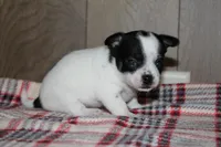 Trex AKC, a male Chihuahua for sale in Flora, IN – Photo 3 of 7