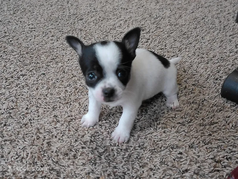 Trex AKC – Chihuahua puppy for sale in Flora, IN
