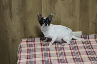 Trex AKC, a male Chihuahua for sale in Flora, IN – Photo 6 of 7