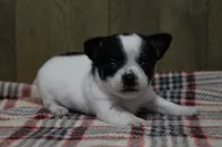 Trex AKC, a male Chihuahua for sale in Flora, IN – Photo 5 of 7