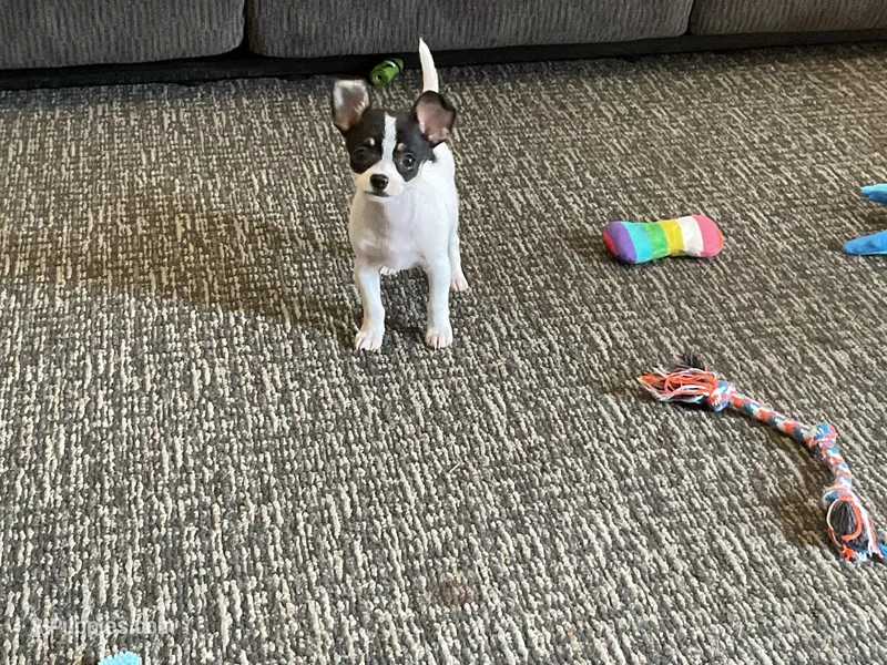 Buster – Chihuahua puppy for sale in Flora, IN