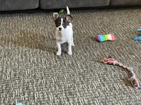 Buster, a male Chihuahua for sale in Flora, IN – 1 of 10