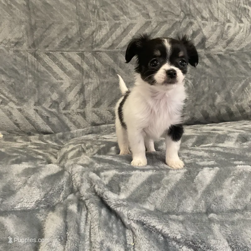 AKC Sweetheart  – Chihuahua puppy for sale in Flora, IN