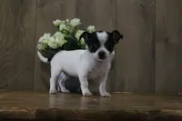 Trex AKC, a male Chihuahua for sale in Flora, IN – 2 of 8