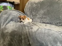 Shark, a male Chihuahua for sale in Flora, IN – 7 of 8