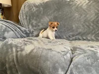 Shark, a male Chihuahua for sale in Flora, IN – 5 of 8