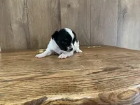 AKC Sparkle , a female Chihuahua for sale in Flora, IN – 2 of 7