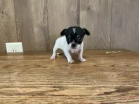 AKC Lance, a male Chihuahua for sale in Flora, IN – 3 of 7