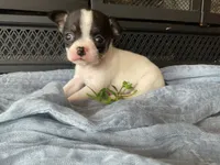 Buster, a male Chihuahua for sale in Flora, IN – 4 of 6