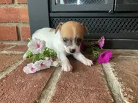 Petunia , a female Chihuahua for sale in Flora, IN – 5 of 5