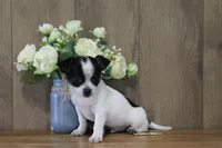 Trex AKC, a male Chihuahua for sale in Flora, IN – 3 of 8