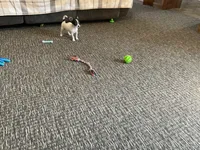 Buster, a male Chihuahua for sale in Flora, IN – 2 of 10