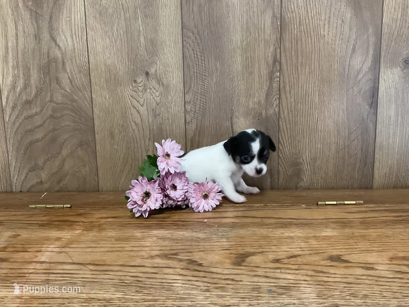 AKC Sunflower  – Chihuahua puppy for sale in Flora, IN