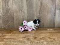 AKC Sunflower , a female Chihuahua for sale in Flora, IN – 1 of 7