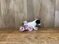 AKC Sunflower , a female Chihuahua for sale in Flora, IN – 3 of 7