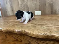 AKC Lance, a male Chihuahua for sale in Flora, IN – 4 of 7