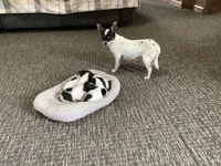 AKC Sunflower , a female Chihuahua for sale in Flora, IN – 6 of 7