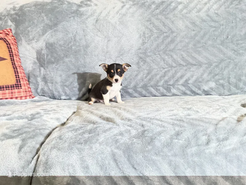 Muffin – Chihuahua puppy for sale in Flora, IN