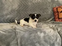 Cookie , a male Chihuahua for sale in Flora, IN – 7 of 9